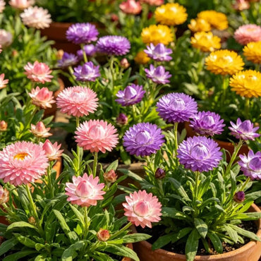 Mixed Strawflower Seeds - Verdseeds