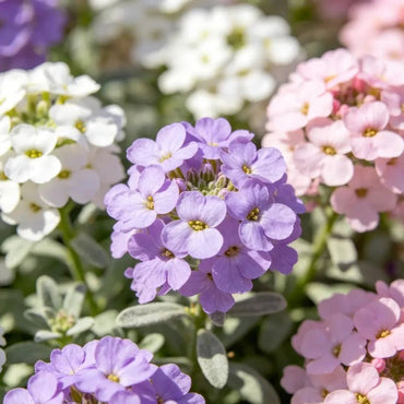 Mixed Sweet Alyssum Seeds - Verdseeds