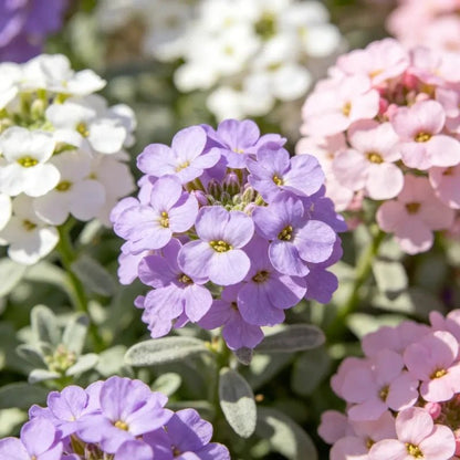 Mixed Sweet Alyssum Seeds - Verdseeds
