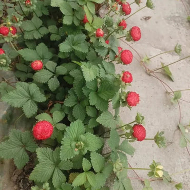 Mock Strawberry Seeds - Verdseeds