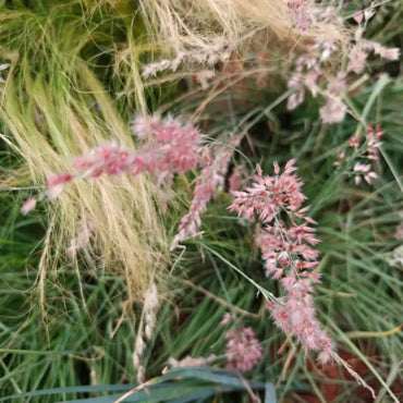 Molasses Grass Seeds - Verdseeds