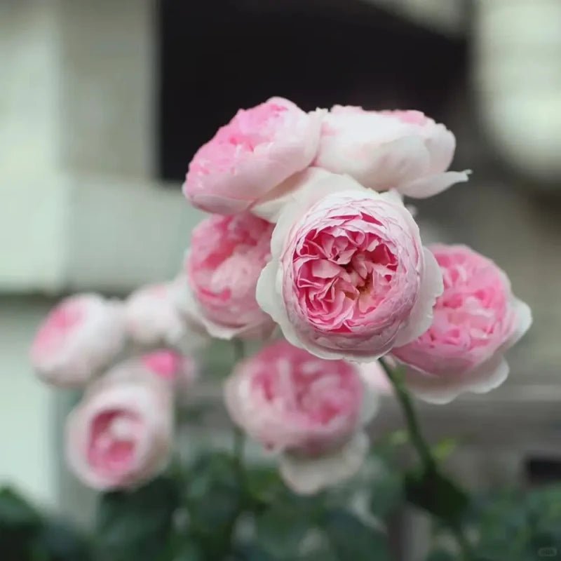 Mon Coeur Rose Seeds - Verdseeds
