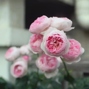 Mon Coeur Rose Seeds - Verdseeds