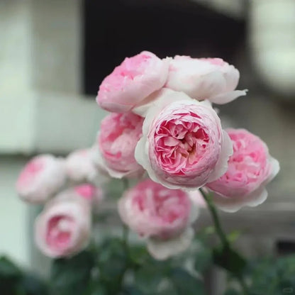 Mon Coeur Rose Seeds - Verdseeds