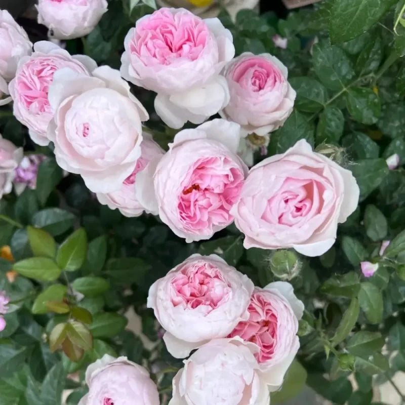 Mon Coeur Rose Seeds - Verdseeds