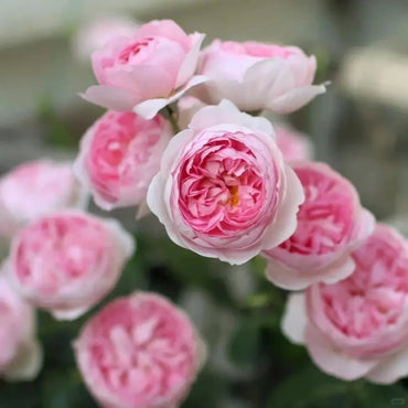 Mon Coeur Rose Seeds - Verdseeds