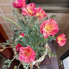 Monarch Magenta Single California Poppy Seeds - Verdseeds