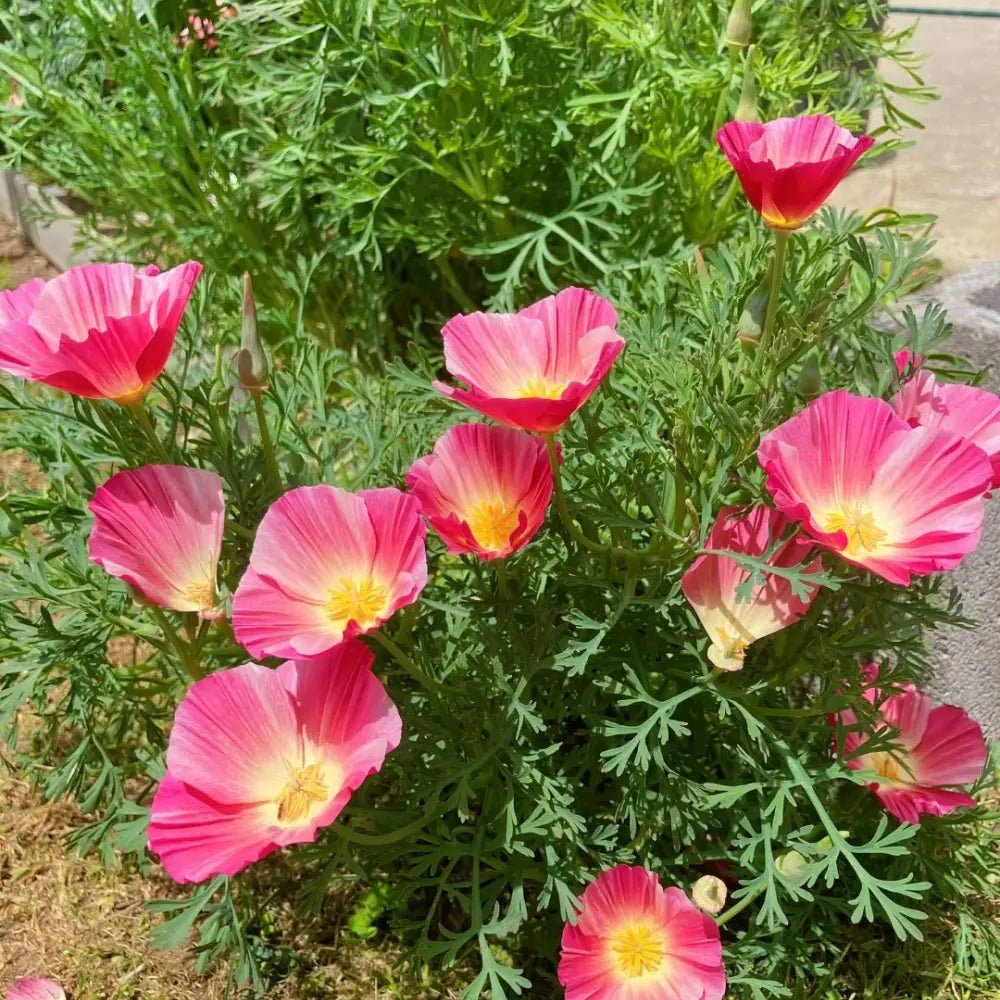 Monarch Magenta Single California Poppy Seeds - Verdseeds