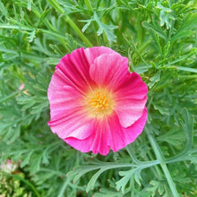 Monarch Magenta Single California Poppy Seeds - Verdseeds