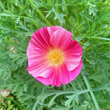 Monarch Magenta Single California Poppy Seeds - Verdseeds