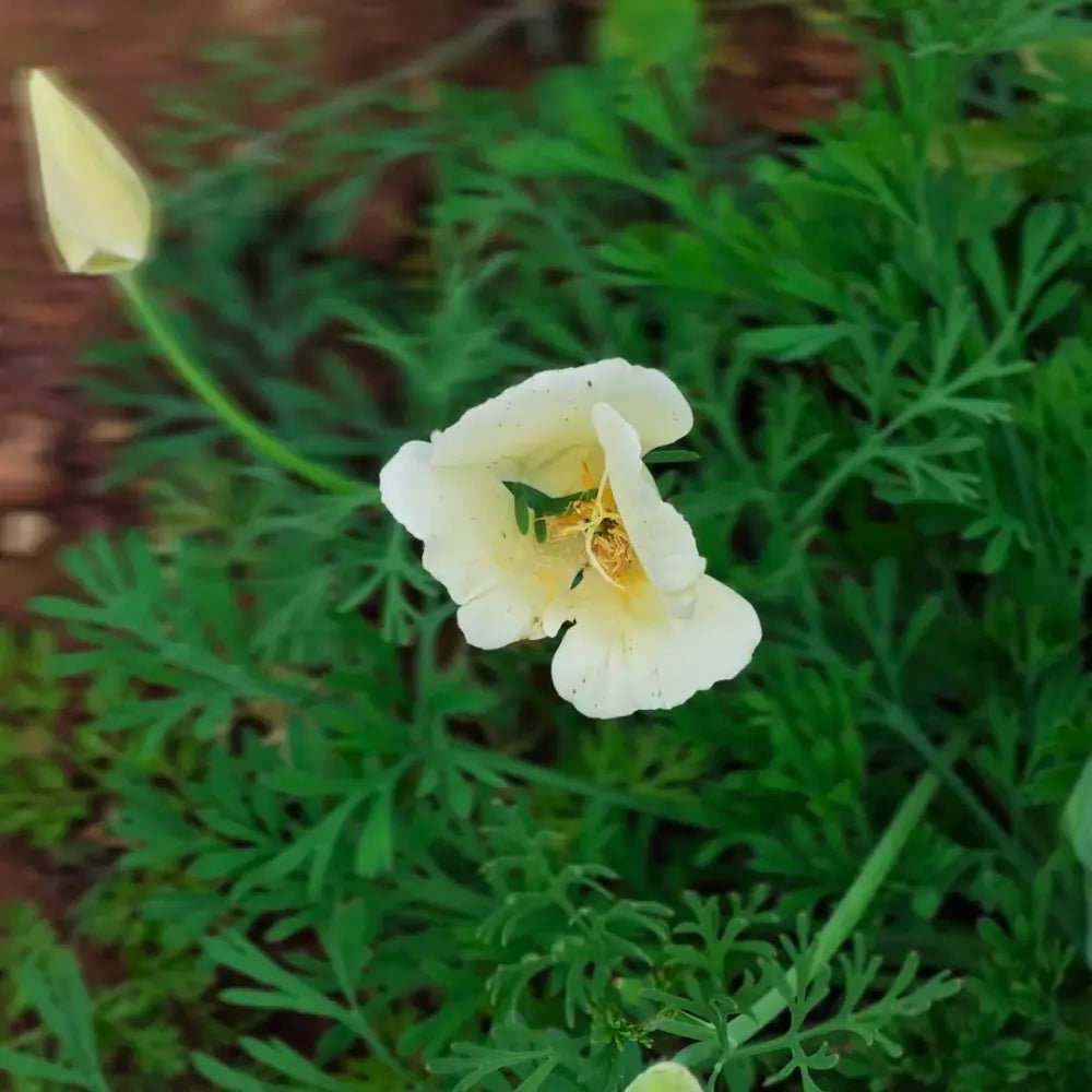 Monarch Milky White Single California Poppy Seeds - Verdseeds