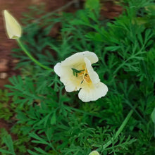 Monarch Milky White Single California Poppy Seeds - Verdseeds