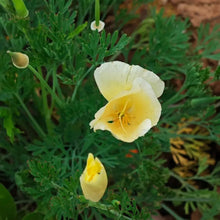 Monarch Milky White Single California Poppy Seeds - Verdseeds