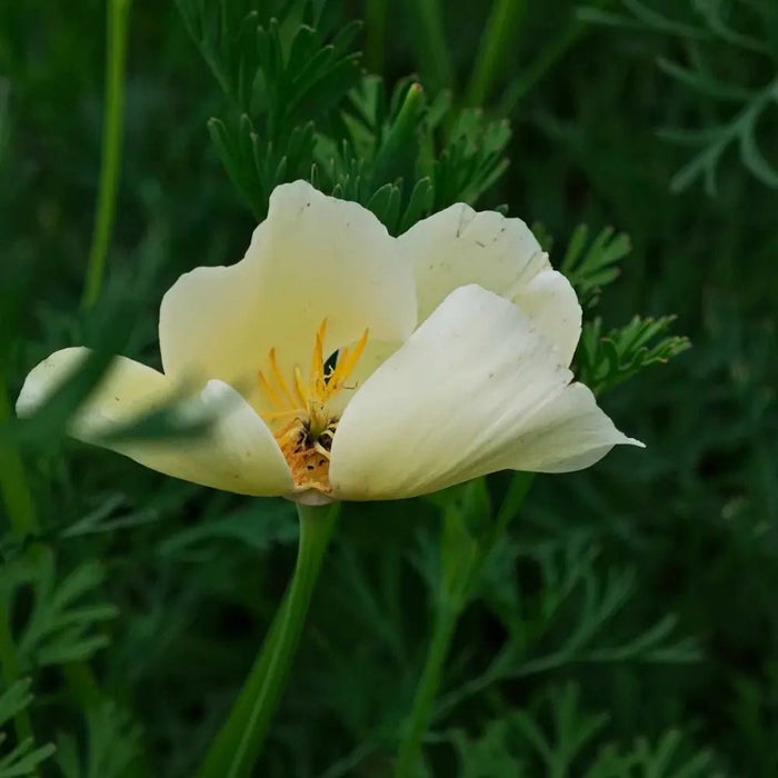 Monarch Milky White Single California Poppy Seeds - Verdseeds