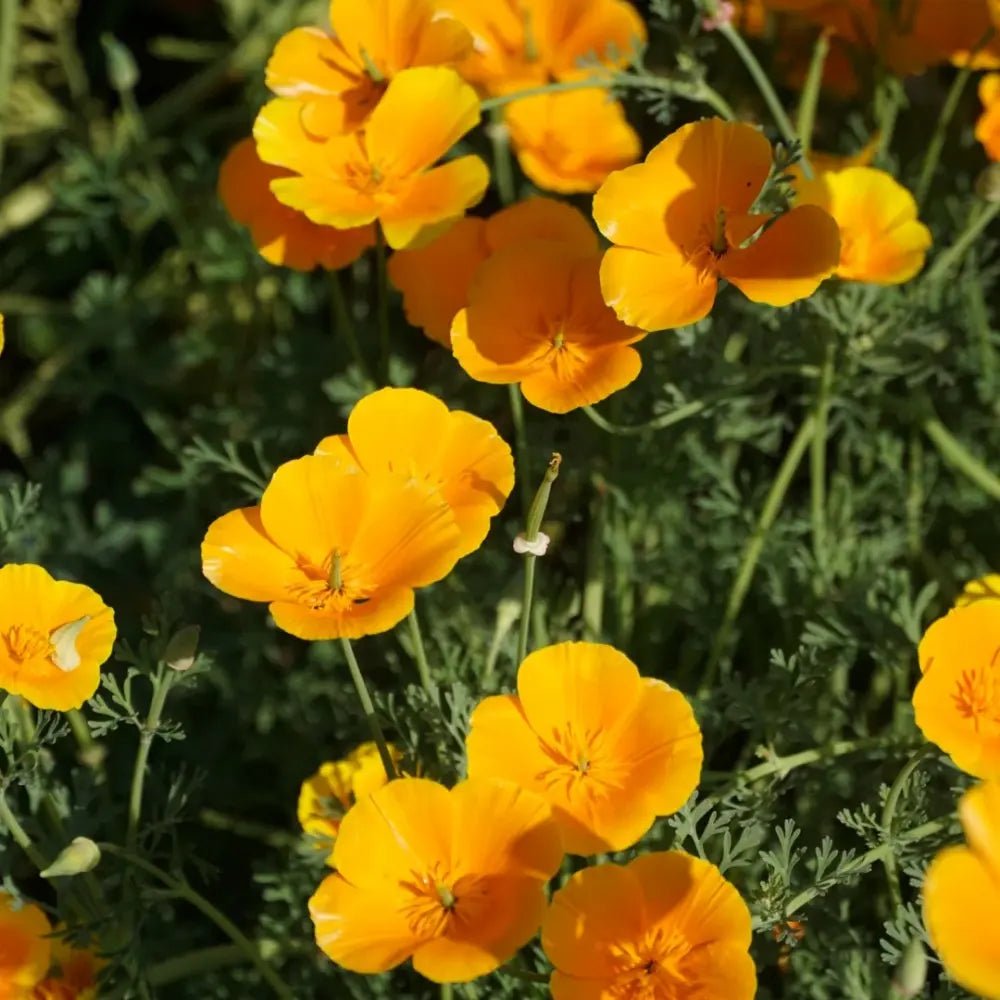 Monarch Orange Yellow Single California Poppy Seeds - Verdseeds