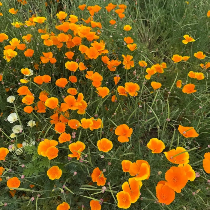 Monarch Orange Yellow Single California Poppy Seeds - Verdseeds