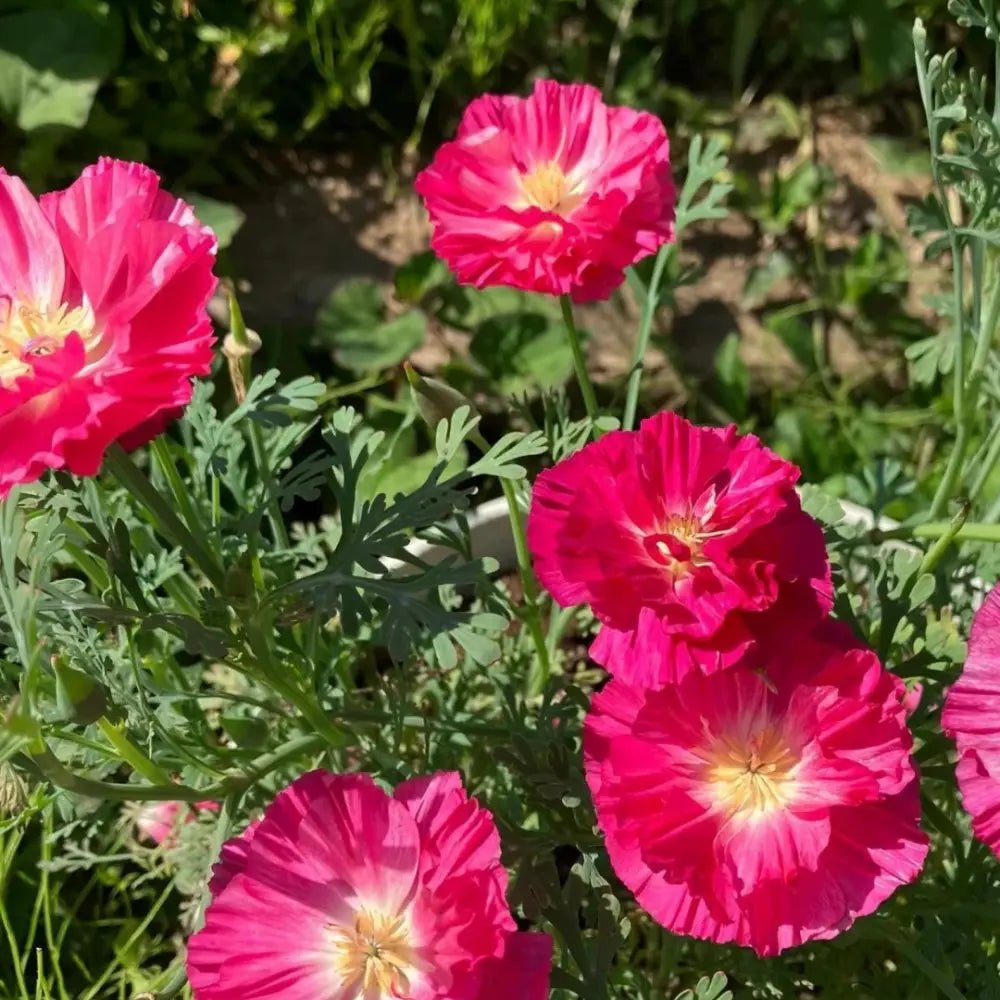 Monarch Red Single California Poppy Seeds - Verdseeds
