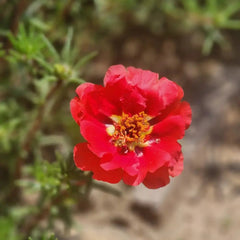 Monarch Red Single California Poppy Seeds - Verdseeds