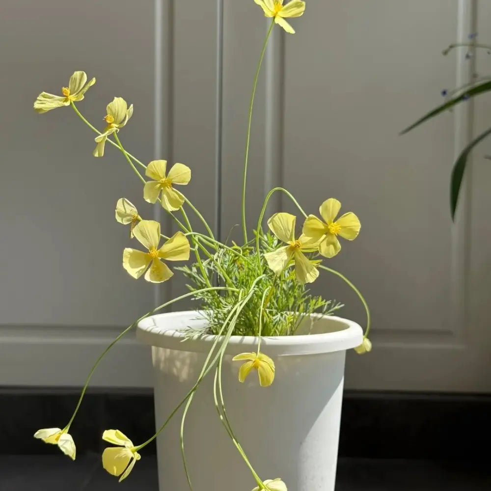 Monarch Yellow Single California Poppy Seeds - Verdseeds
