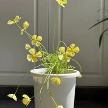 Monarch Yellow Single California Poppy Seeds - Verdseeds
