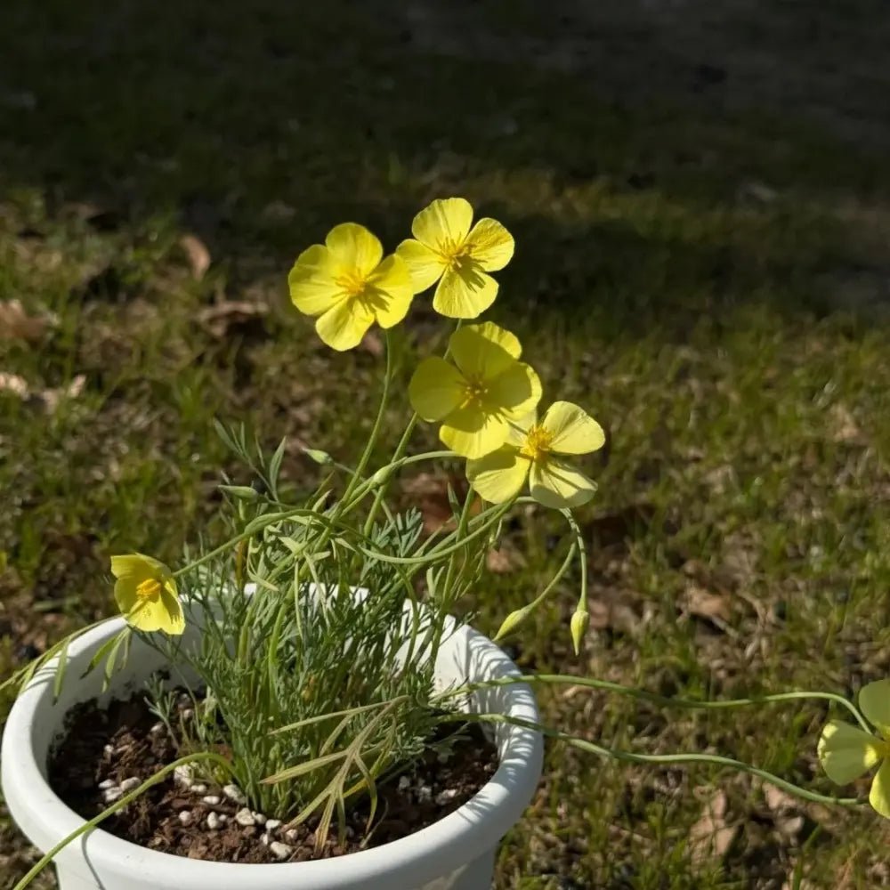 Monarch Yellow Single California Poppy Seeds - Verdseeds