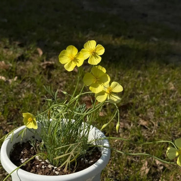 Monarch Yellow Single California Poppy Seeds - Verdseeds