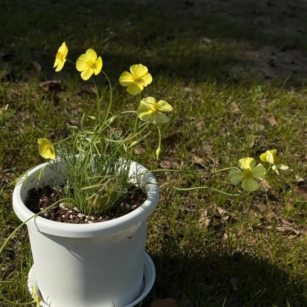 Monarch Yellow Single California Poppy Seeds - Verdseeds