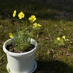 Monarch Yellow Single California Poppy Seeds - Verdseeds