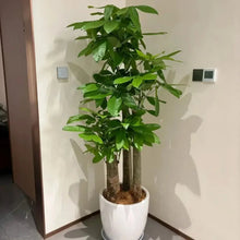 Money Tree Seeds - Verdseeds