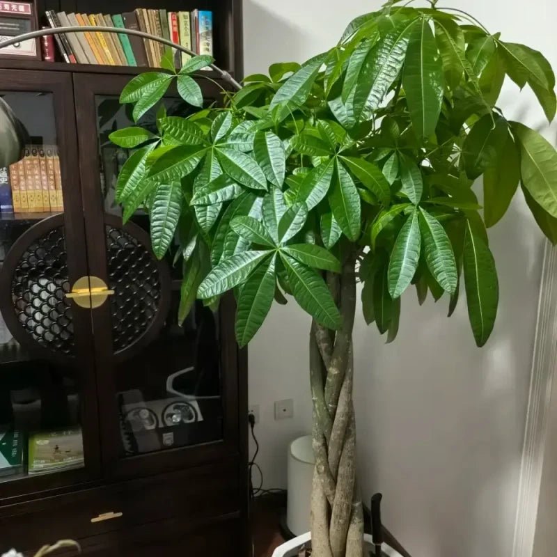 Money Tree Seeds - Verdseeds