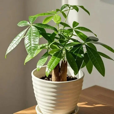 Money Tree Seeds - Verdseeds