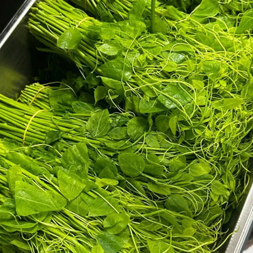 Moringa Seeds - Verdseeds