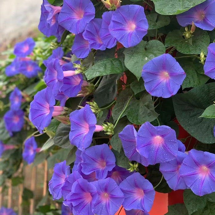 Morning Glory Seeds - Verdseeds