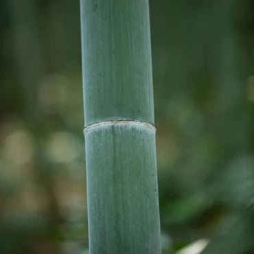 Moso Bamboo Seeds - Verdseeds