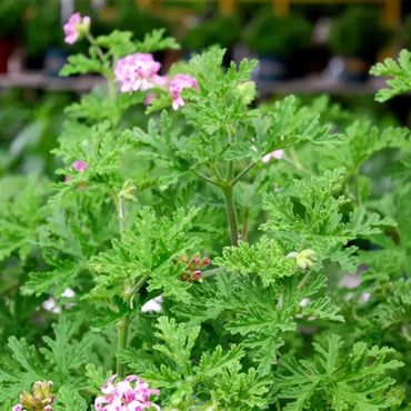 Mosquito Plant Seeds - Verdseeds