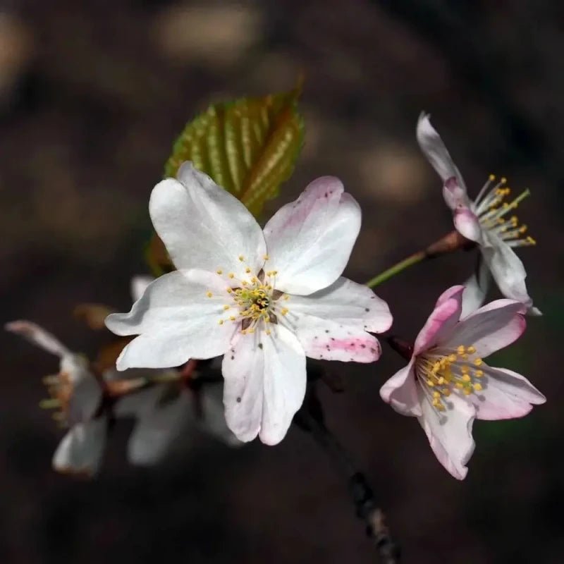 Mountain Flowering Cherry Seeds - Verdseeds