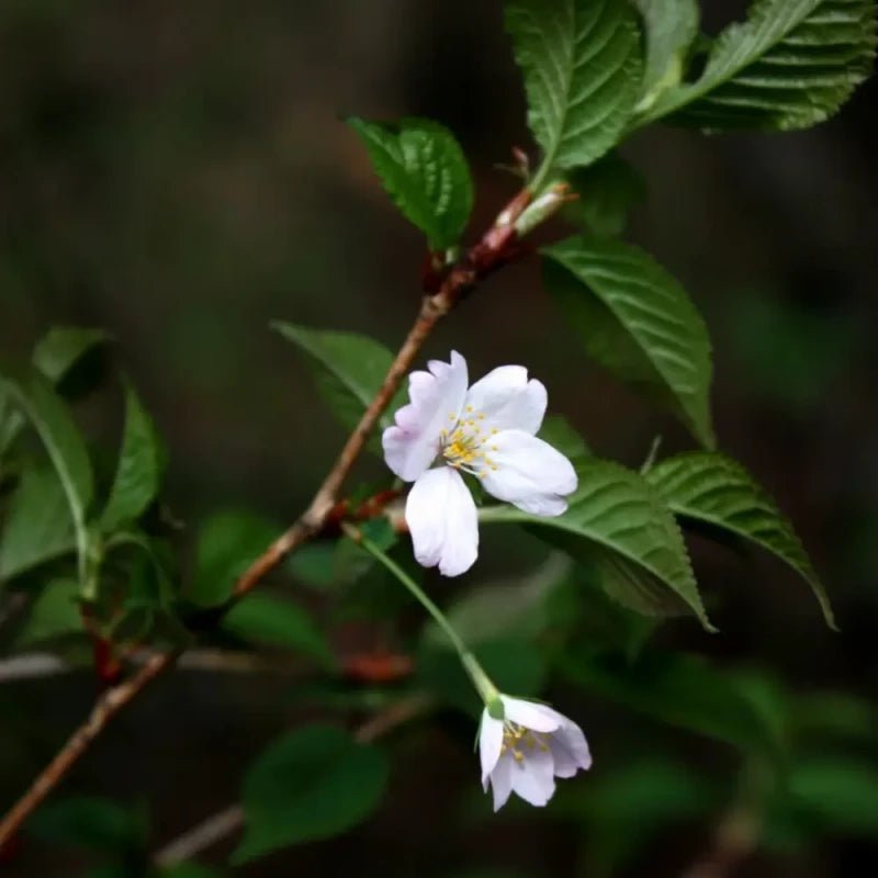 Mountain Flowering Cherry Seeds - Verdseeds