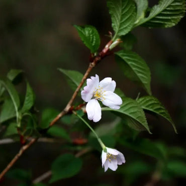 Mountain Flowering Cherry Seeds - Verdseeds