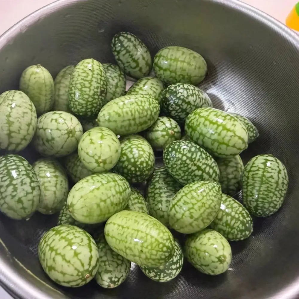 Mouse Melon Seeds - Verdseeds