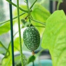 Mouse Melon Seeds - Verdseeds
