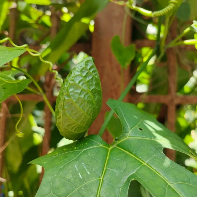 Gac Fruit Seeds