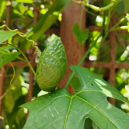 Gac Fruit Seeds