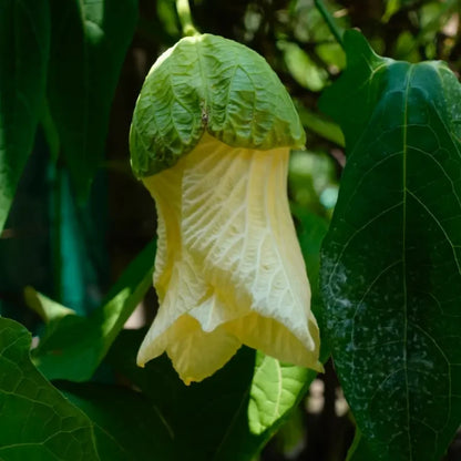 Gac Fruit Seeds