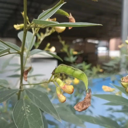 Pigeon Pea Seeds