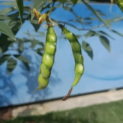 Pigeon Pea Seeds