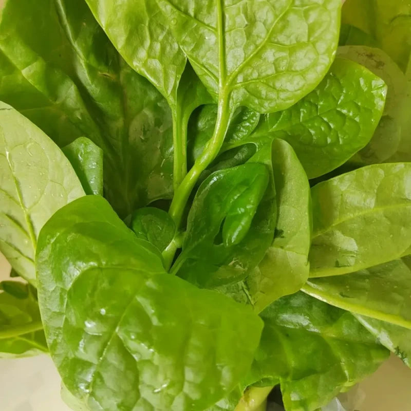 Malabar Spinach Seeds