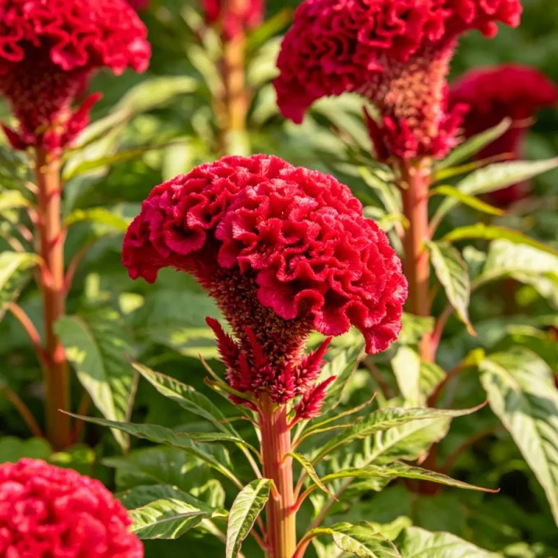 Multi Headed Red Cockscomb Seeds - Verdseeds