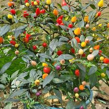 Multicolor Ornamental Pepper Seeds - Verdseeds