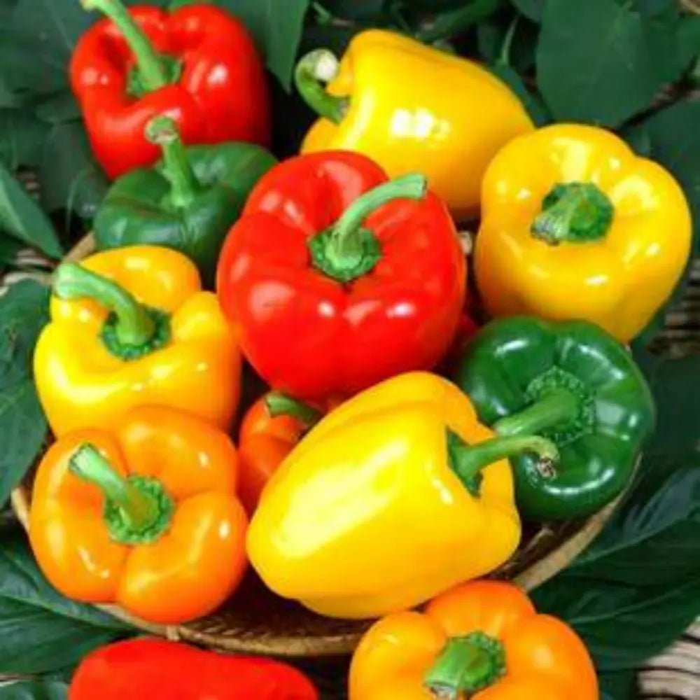 Multicolor Sweet Pepper Seeds - Verdseeds