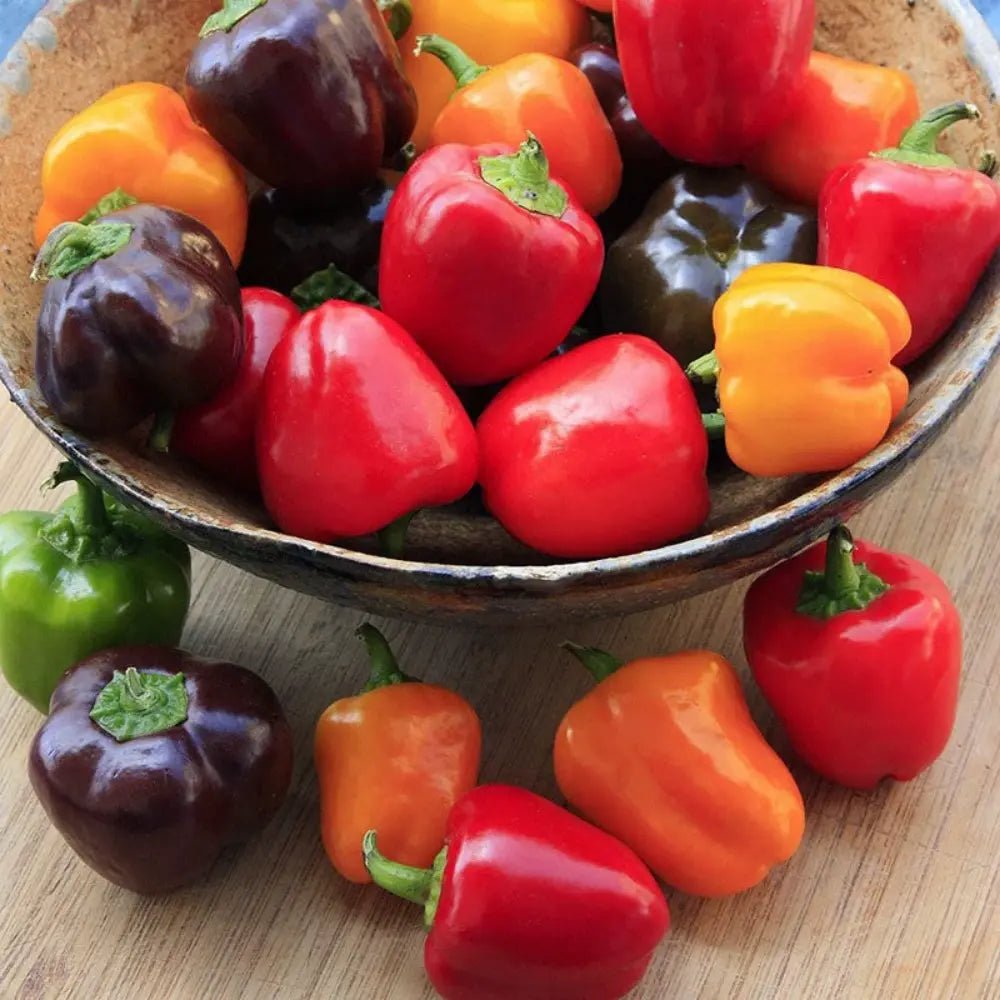 Multicolor Sweet Pepper Seeds - Verdseeds